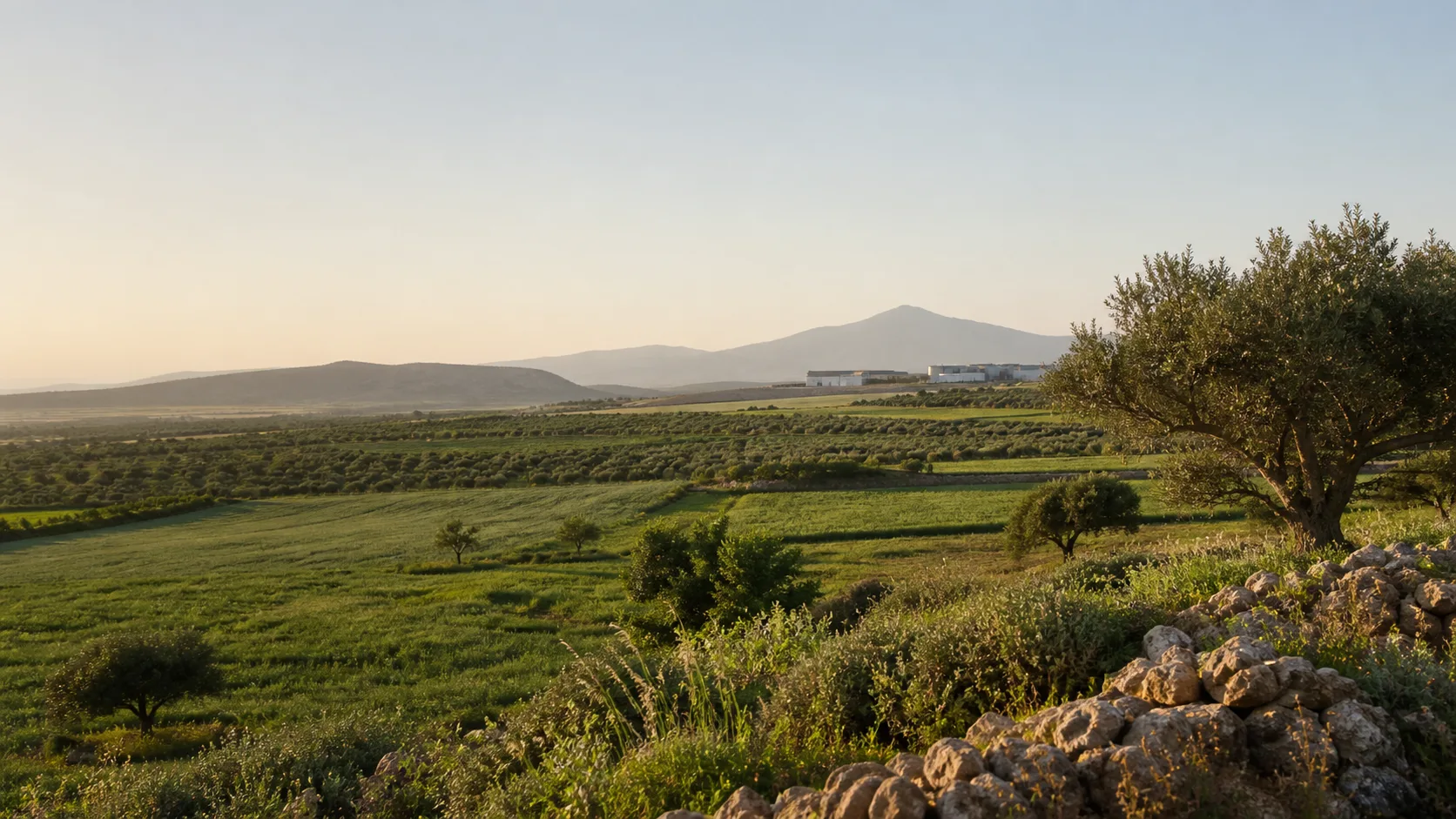 Ελληνικές καλλιέργειες με ελαιόδεντρα και λόφους